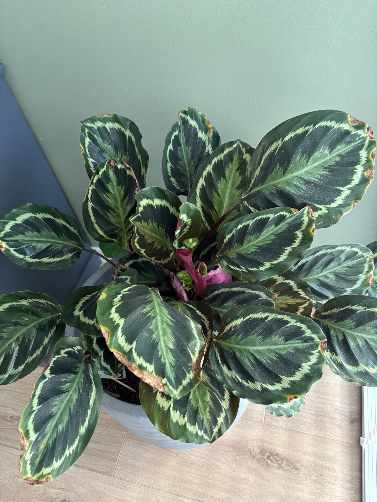 Calathea Makoyana - Levendige pauwenplant, Overige soorten, Vaste plant, Ophalen of Verzenden, Bloeit niet
