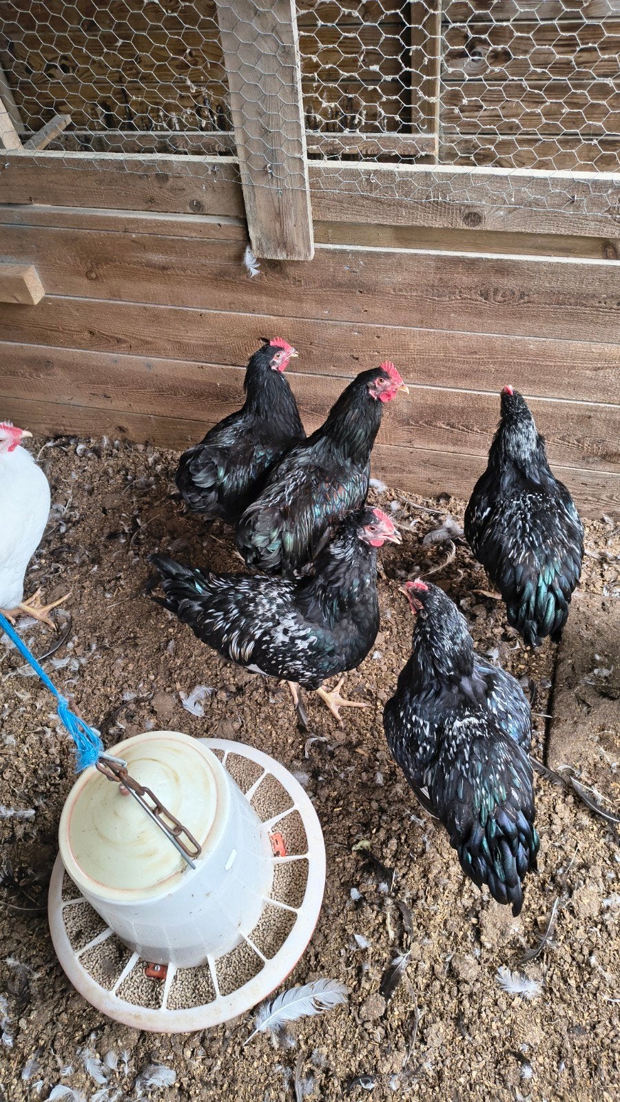 Hennen Barnevelders, Dieren en Toebehoren, Pluimvee, Vrouwelijk, Kip