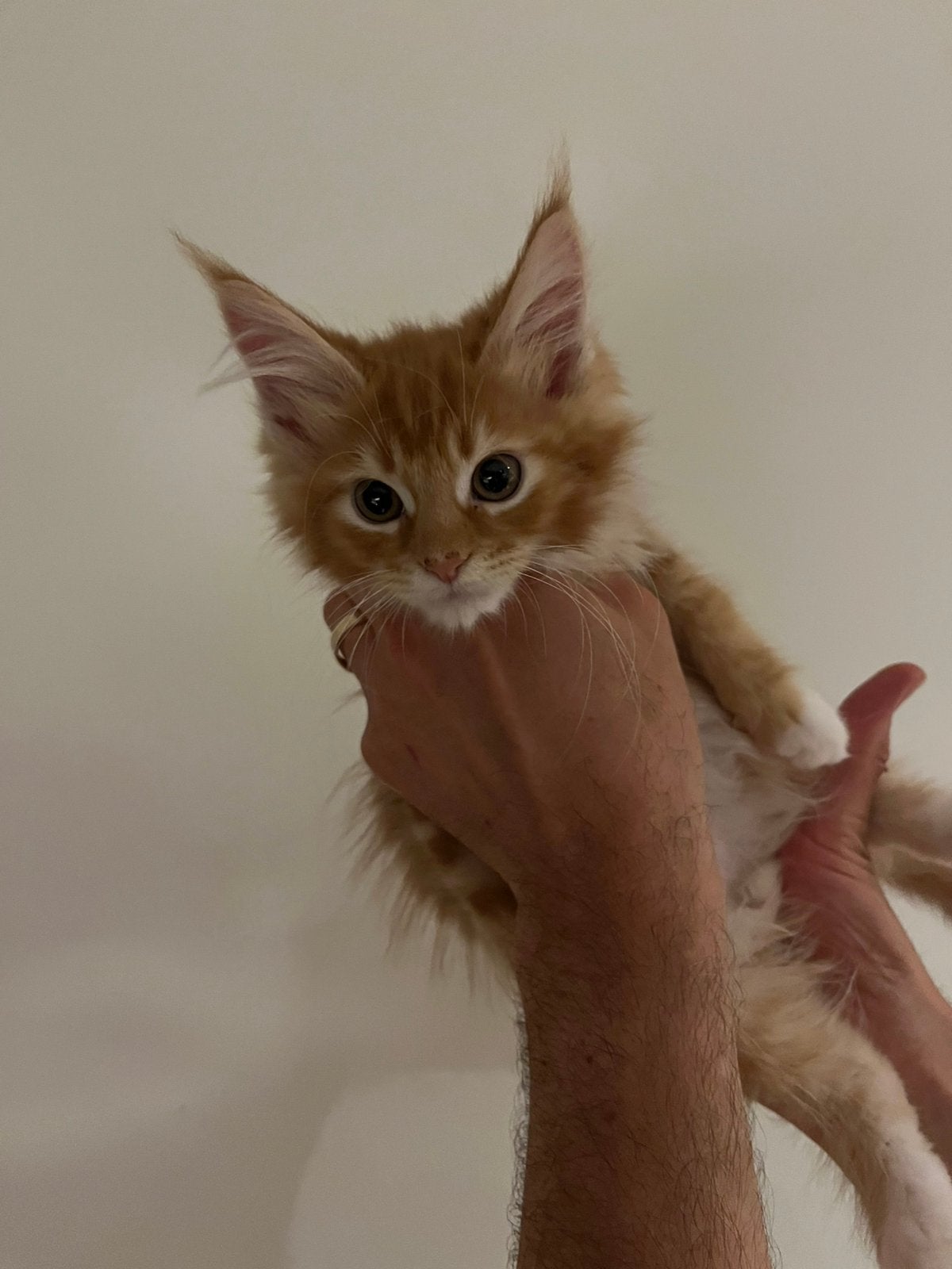 Kitten Maine coon, Dieren en Toebehoren, Kater, Ontwormd, 0 tot 2 jaar