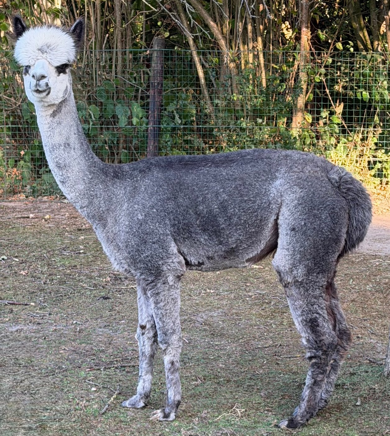 Alpaca Merrie, Augustus, Vrouwelijk