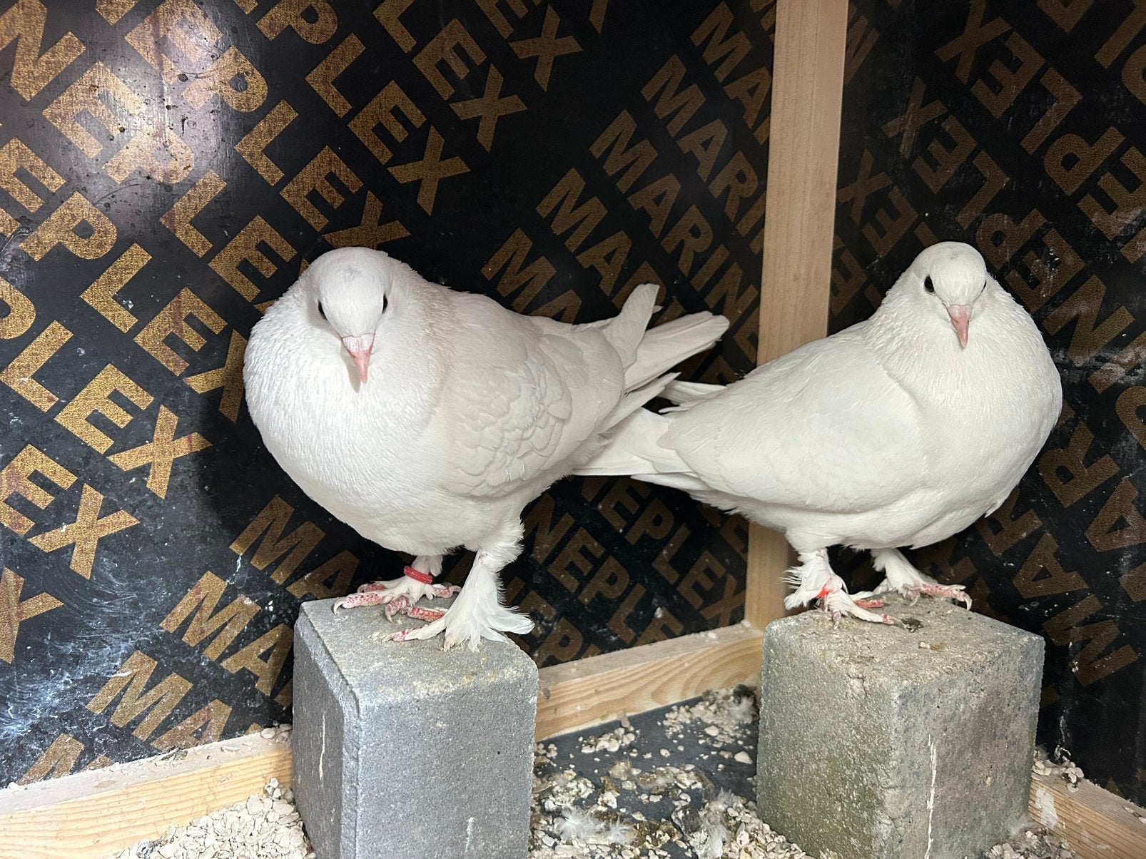 Mooie witte takla koppel te koop, Dieren en Toebehoren, Meerdere dieren, Tuimelaar of Roller