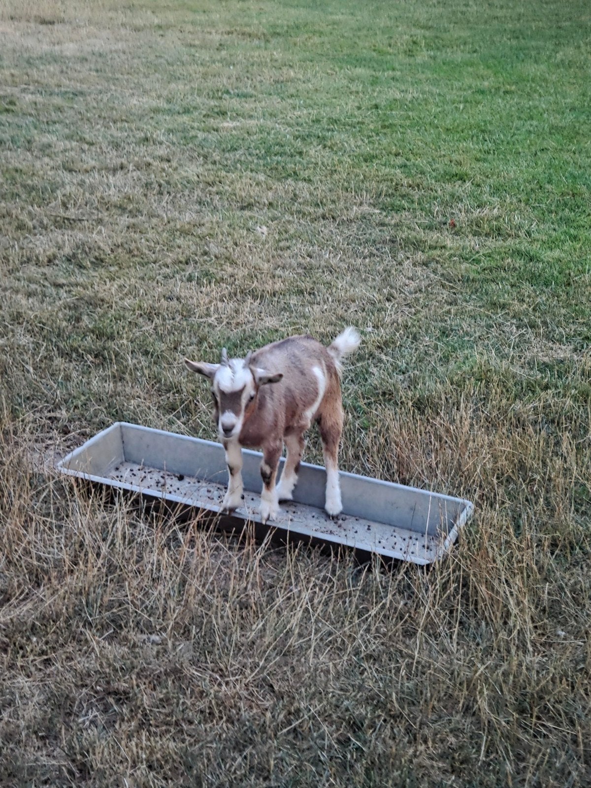 jonge dwerggeit, Dieren en Toebehoren, Schapen, Geiten en Varkens, Vrouwelijk, Geit, 0 tot 2 jaar