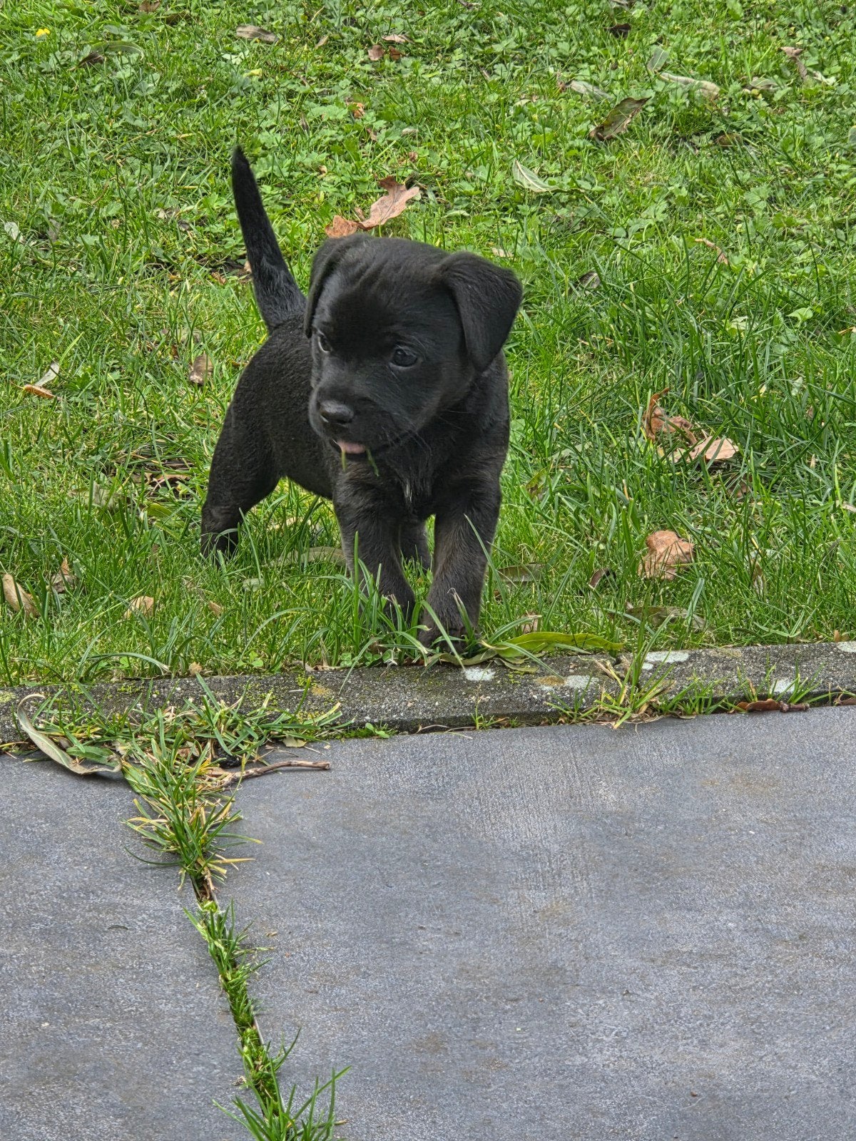 Patterdale Terrier pups, nog 2 teefjes beschikbaar, Overige rassen, CDV (hondenziekte), 8 tot 15 weken, Meerdere
