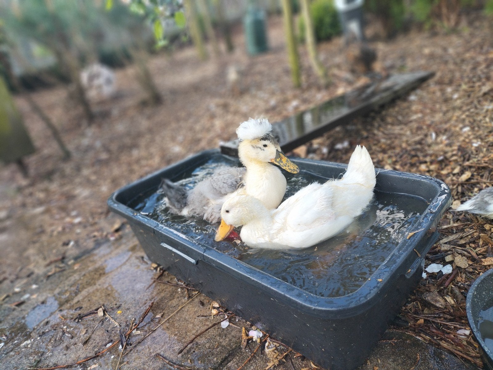Eenden🦆🦆, Dieren en Toebehoren, Pluimvee, Eend, Meerdere dieren