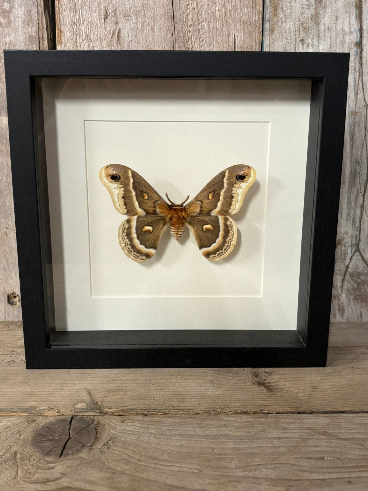 Mooie luxe lijst met een Hyalophora Cecropia, Ophalen of Verzenden, Nieuw, Insect, Opgezet dier
