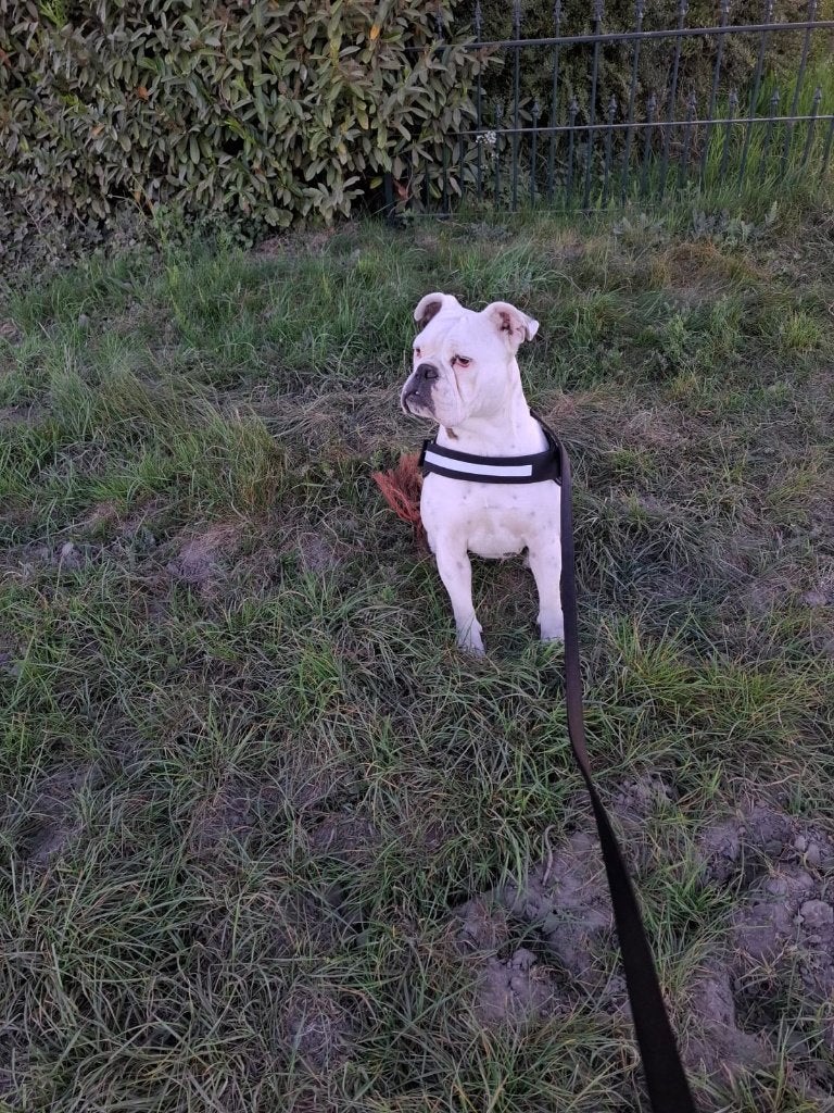 Bulldog, 1 tot 2 jaar, Teef, Bulldog, Eén hond
