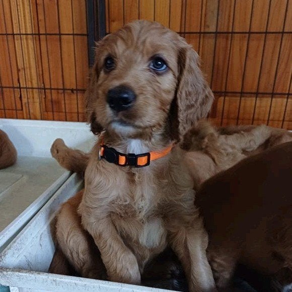 Prachtige Irish Doodle pups (labradoodle, goldendoodle), Overige rassen, CDV (hondenziekte), 8 tot 15 weken, Meerdere