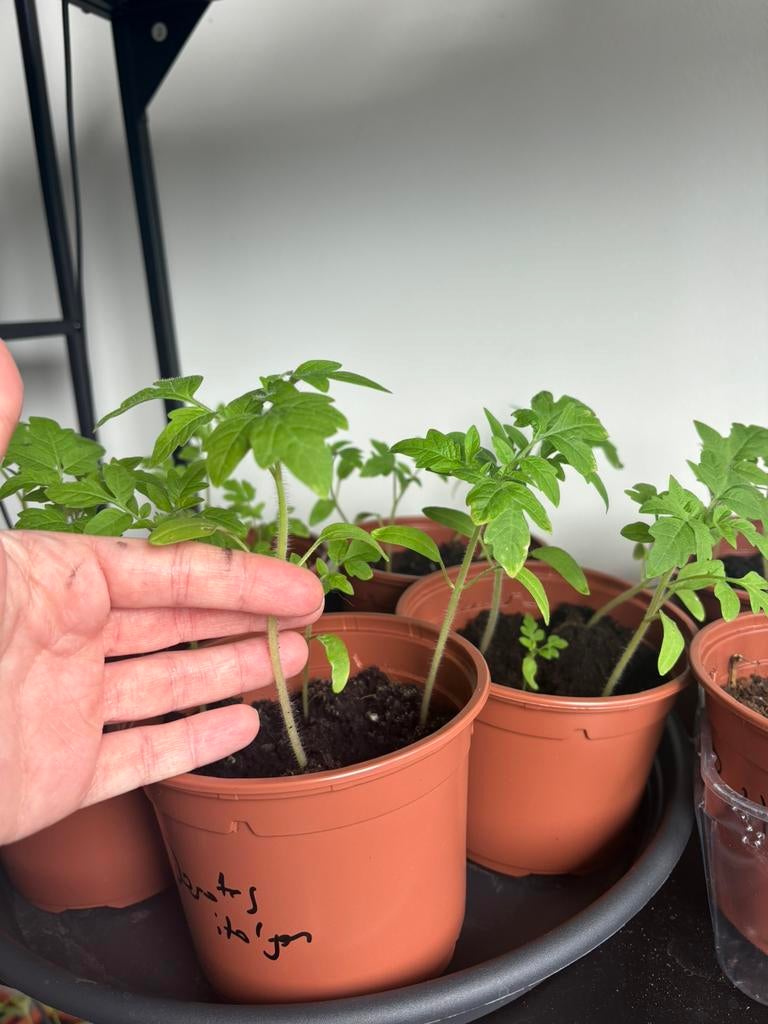 Groente bloemenzaailingen tomaat goudsbloem paprika eggplant, Tuin en Terras, Planten | Tuinplanten, Ophalen of Verzenden, Eenjarig
