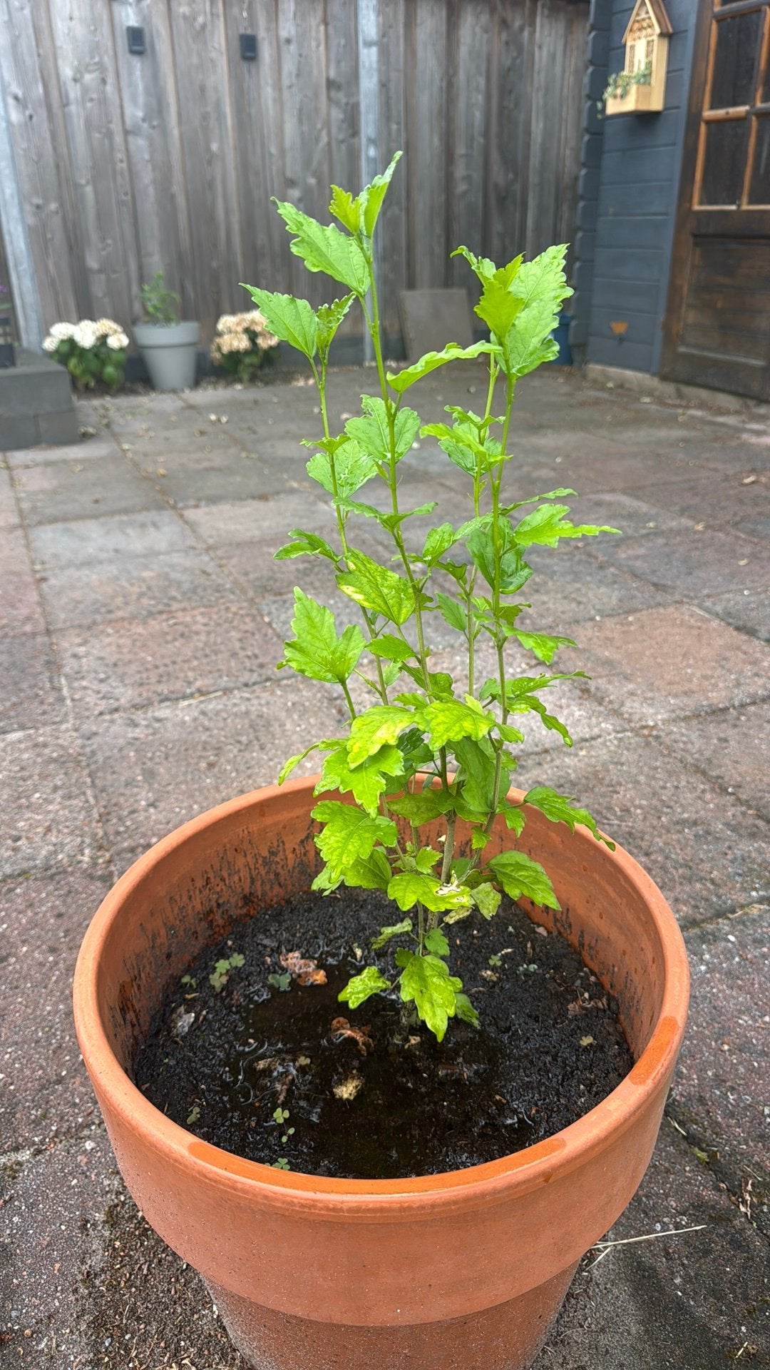 Hibiscus 70 cm, Overige soorten, Minder dan 100 cm, Zomer, Ophalen