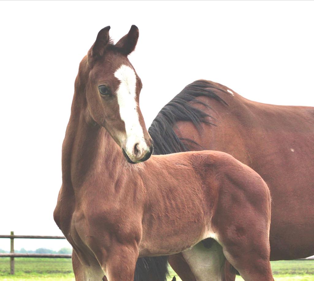*Hengstveulen Pride v Secret v elite merrie* extra bewegen!, ZZ, Met stamboom, Dressuurpaard, 0 tot 2 jaar