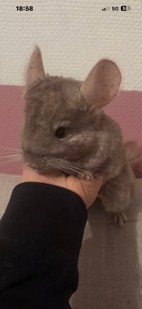 Chinchilla met kooi, Dieren en Toebehoren, Ophalen, Kooi, 110 cm of meer, Zo goed als nieuw