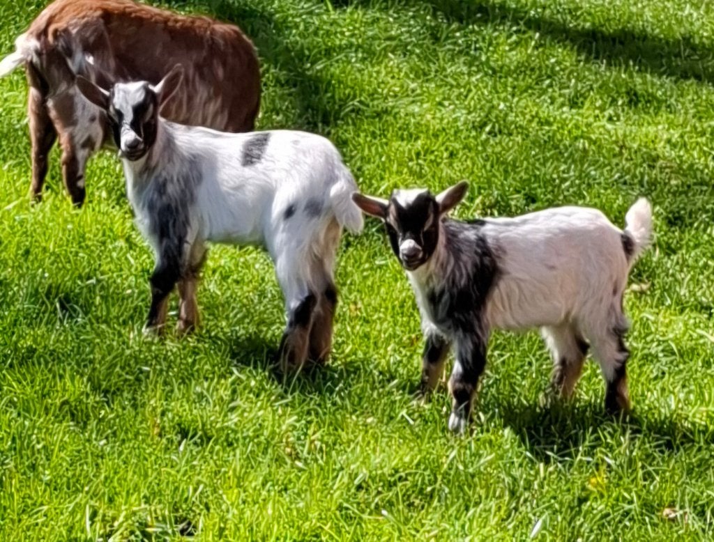 jonge bokjes, Dieren en Toebehoren, Schapen, Geiten en Varkens, Mannelijk, Geit, 0 tot 2 jaar