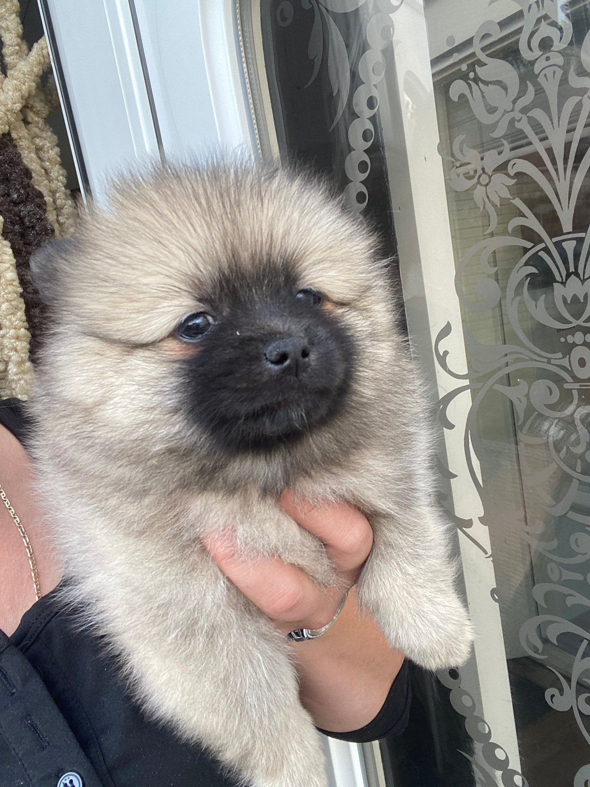 Pomeriaan pups x chihuahua, Keeshond, 8 tot 15 weken, Parvo, Meerdere