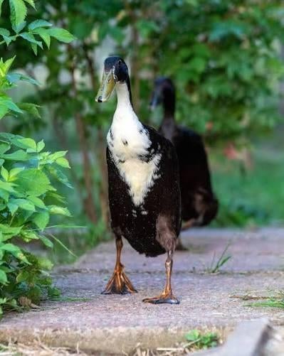 Gezocht: dames loopeend(en)