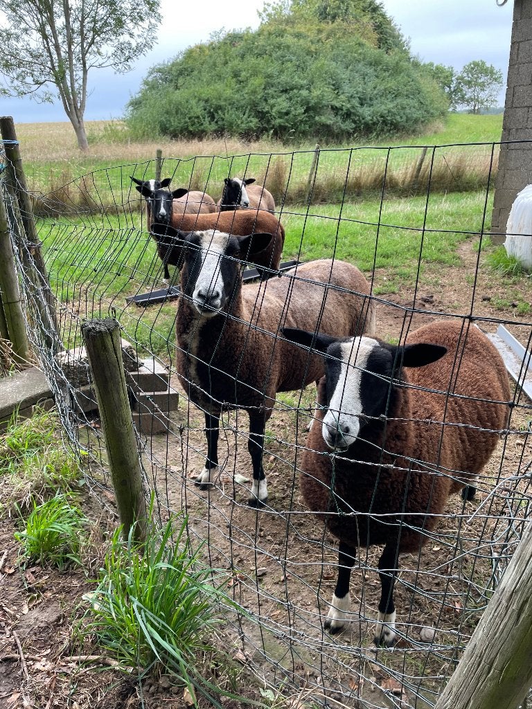 Te koop zeer mooie Zwartbles ooien, Vrouwelijk, Schaap, 0 tot 2 jaar