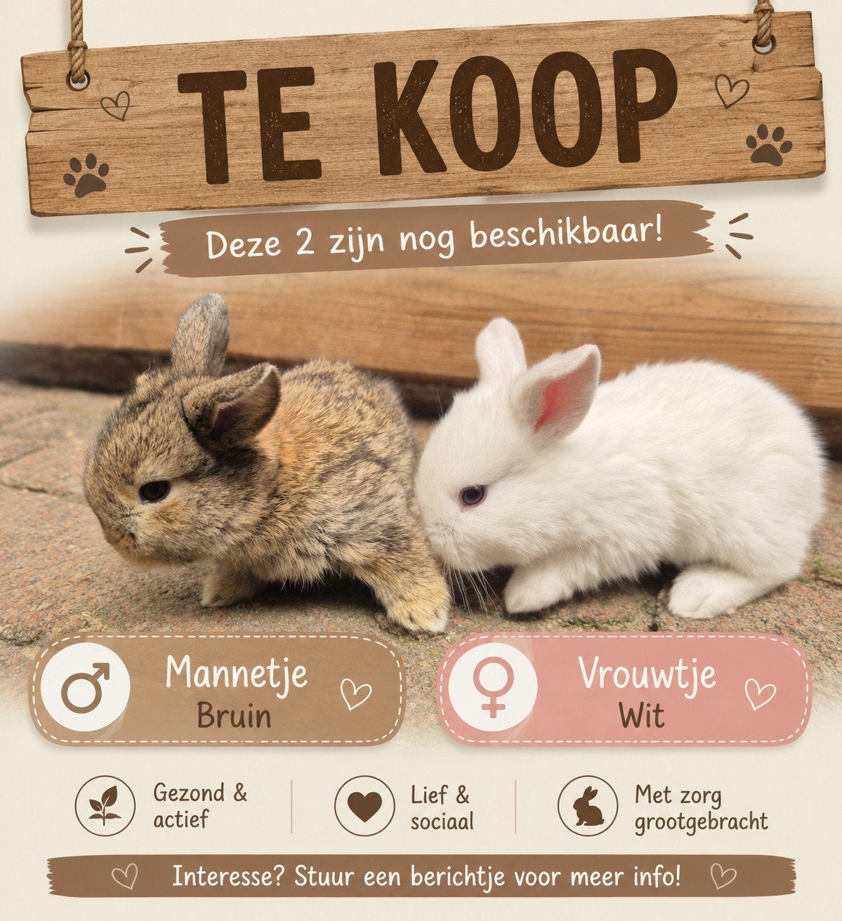 Konijntjes, Dieren en Toebehoren, Konijnen, Meerdere dieren, Dwerg, Hangoor, 0 tot 2 jaar