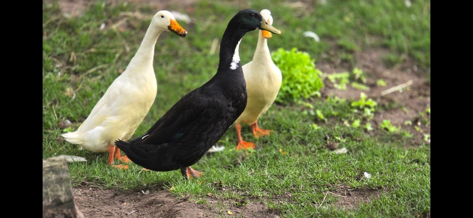 Indische Loopeenden te koop – tam en gezond, Dieren en Toebehoren, Pluimvee, Meerdere dieren, Eend