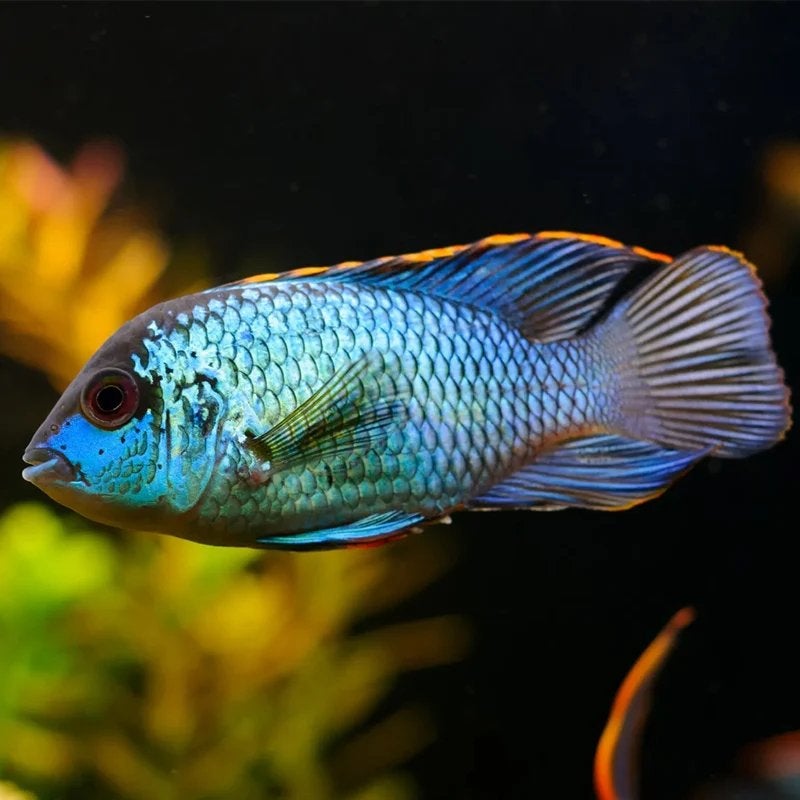 Eletric blue acara vrouwtje, Dieren en Toebehoren, Vis