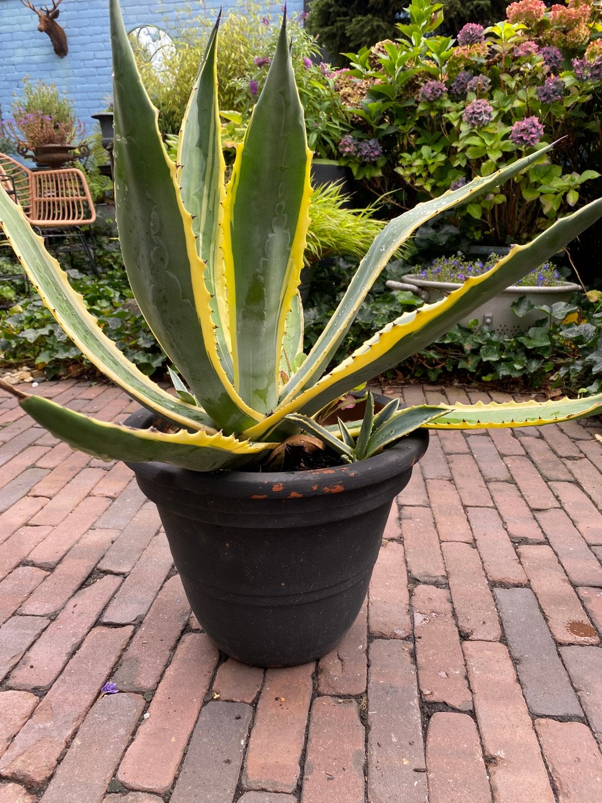 Agave, Ophalen, Bloeit niet, Overige soorten, Volle zon
