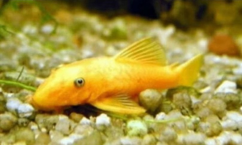 Ancistrus Sp. Gold Algen eter - Koidream Valburg
