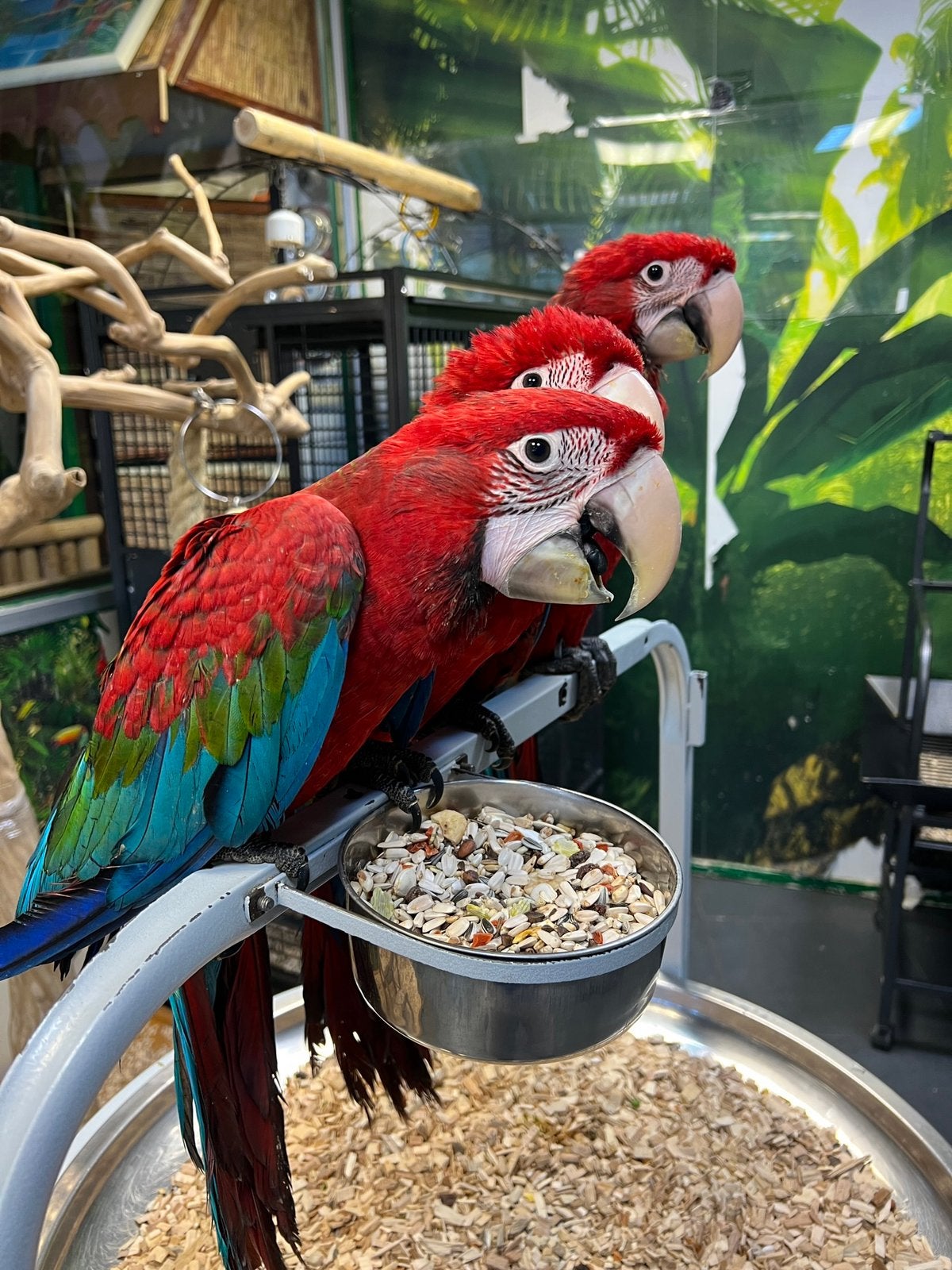 Jonge groenvleugel ara’s, Meerdere dieren, Papegaai, Pratend