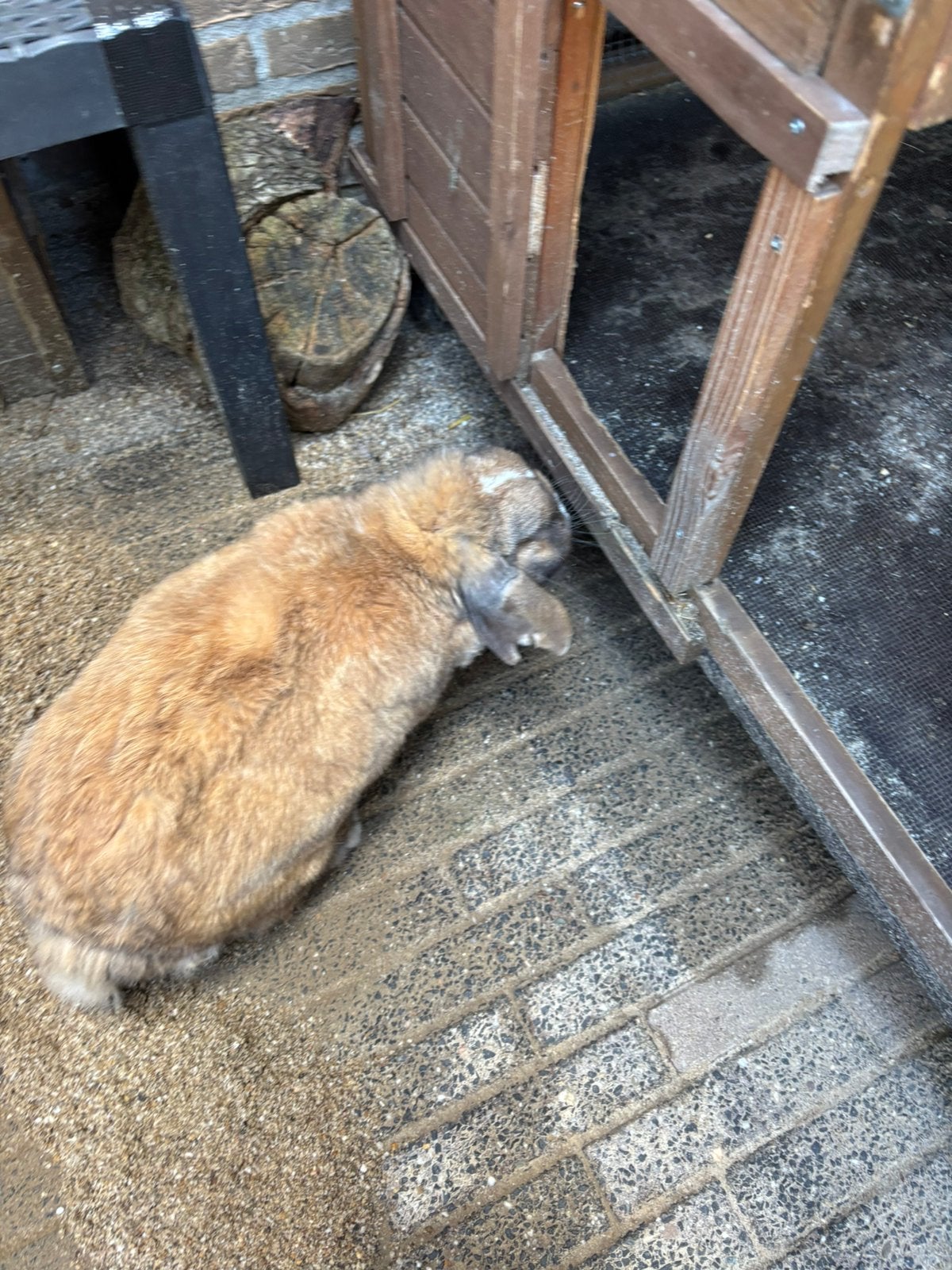 Lief konijn zoekt nieuw baasje, Mannelijk, Middelgroot, Hangoor, 3 tot 5 jaar