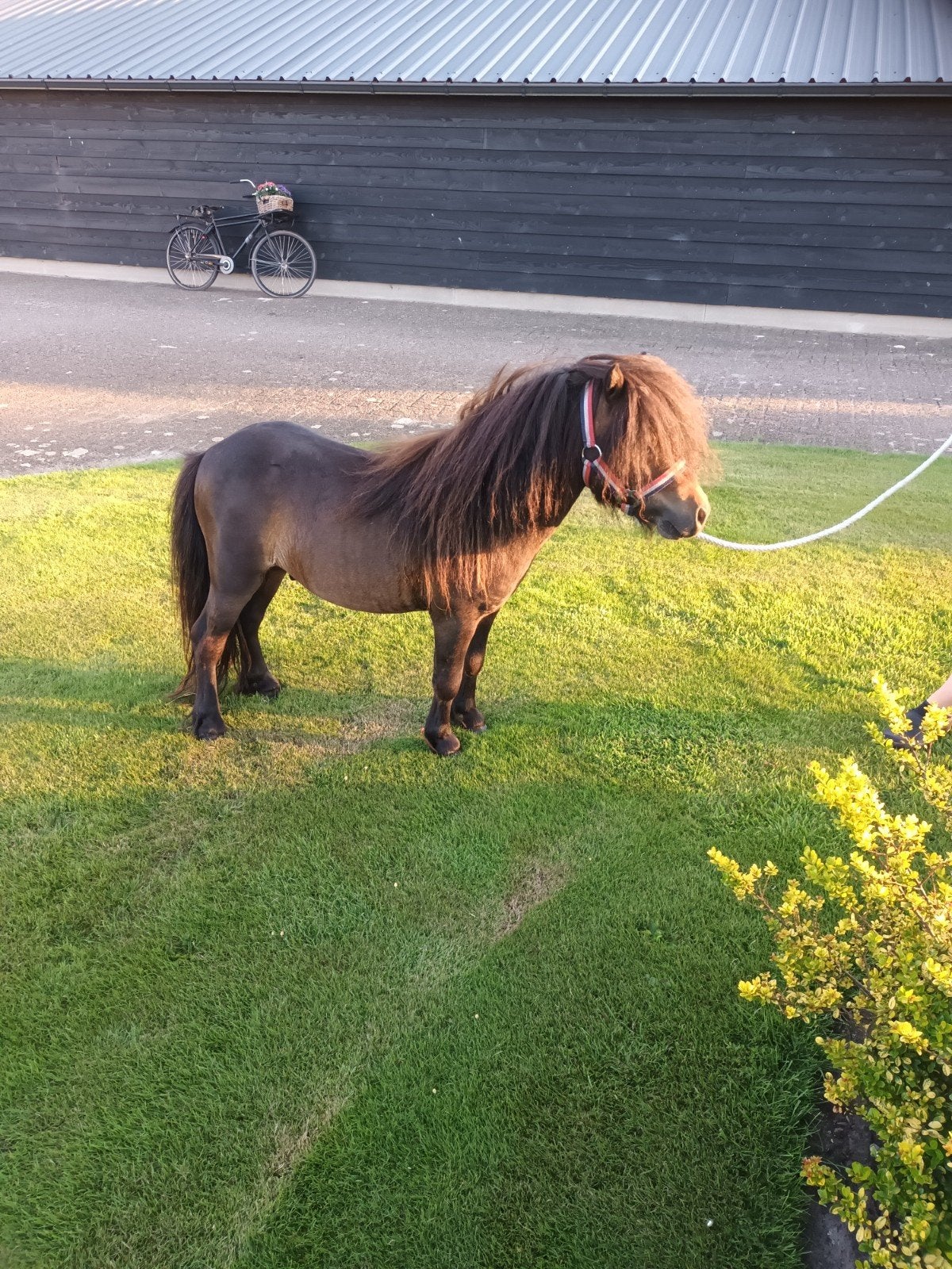 Super mooie 3 jarige dekhengst, Hengst, 3 tot 6 jaar