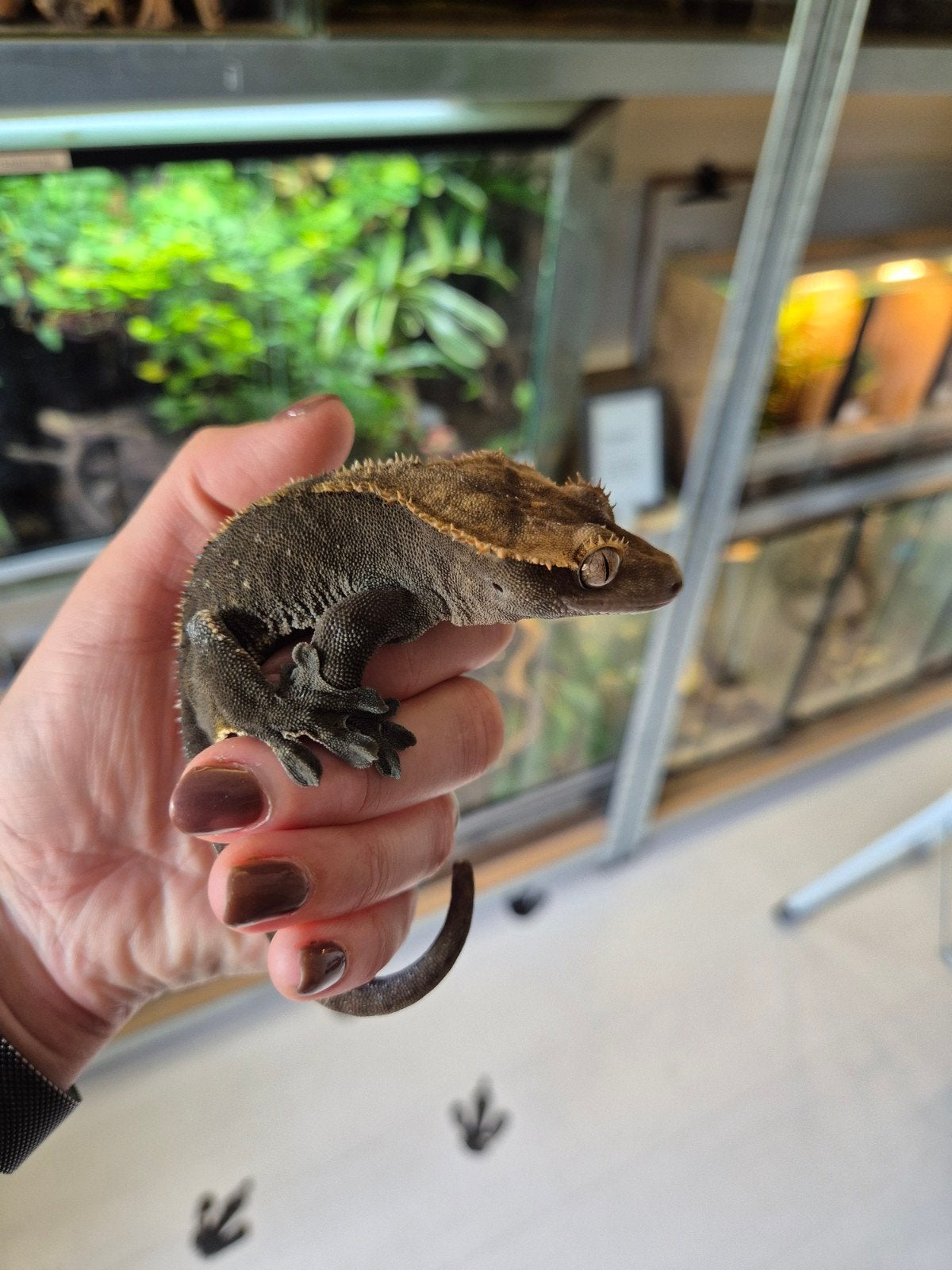 Prachtig RTB Wimpergekko Vrouwtje, donker gekleurd, Hagedis, 3 tot 6 jaar