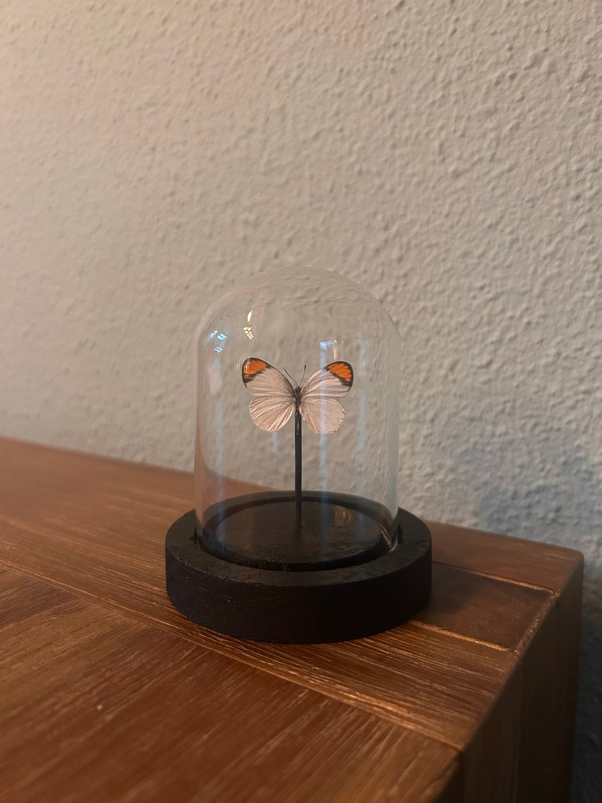 Miniatuur vlinder Colotis Euippe in glazen stolp, Ophalen of Verzenden, Nieuw, Zwart, Glas