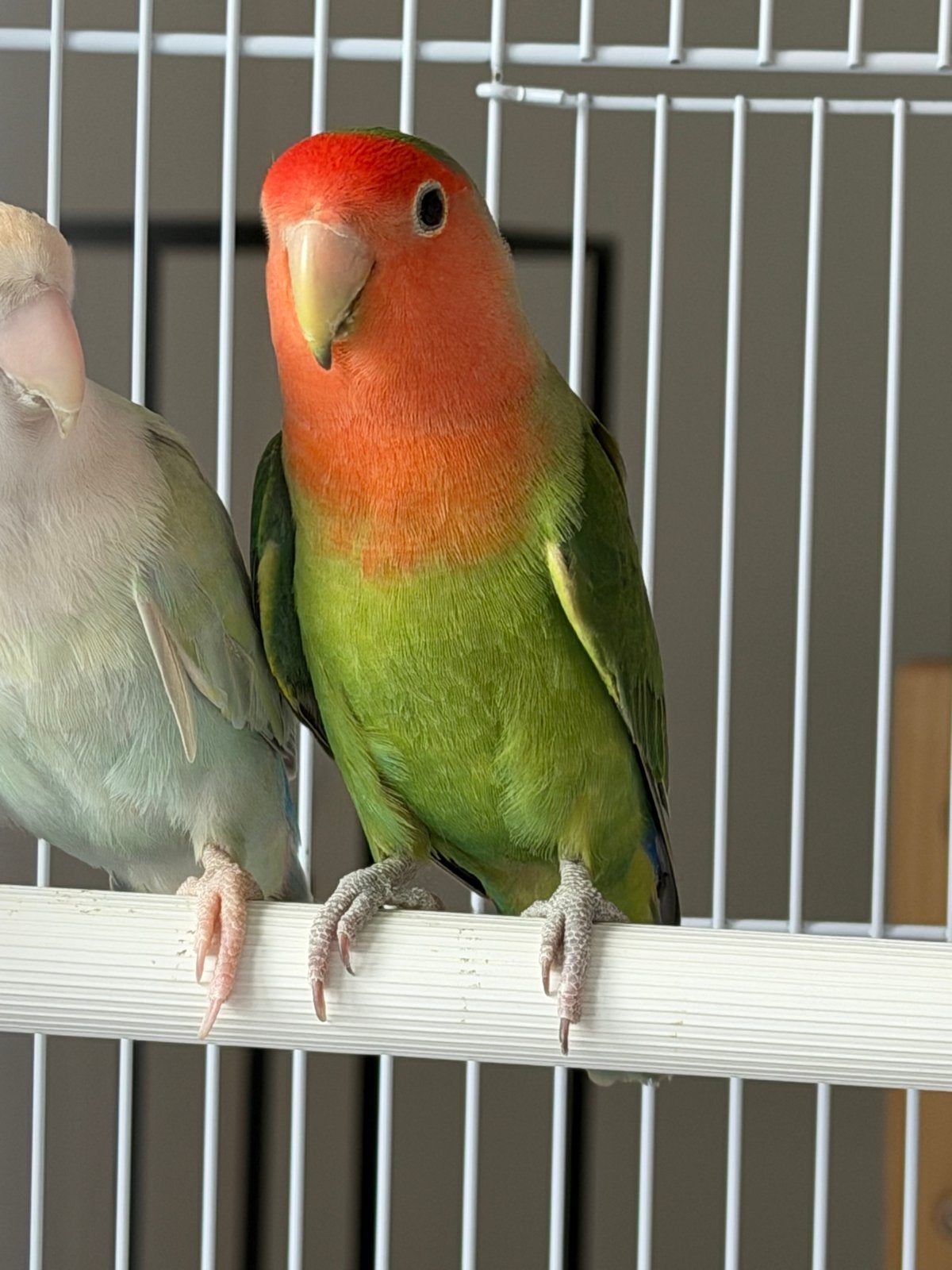 dwergpapegaaitjes lovebirds, Meerdere dieren, Dwergpapegaai of Agapornis