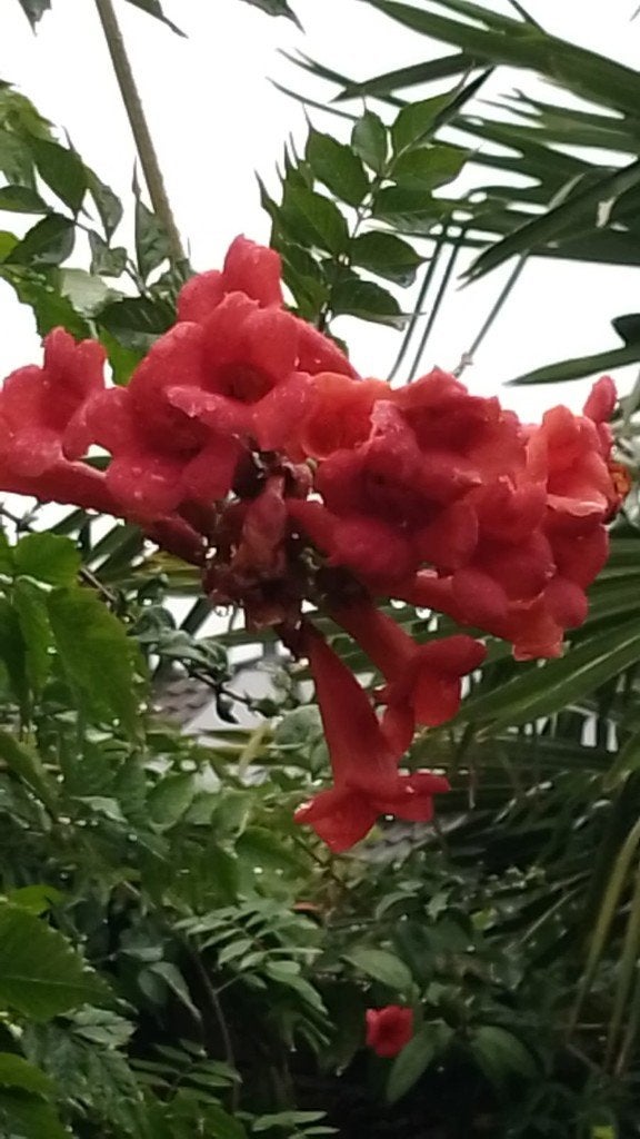 Trompetbloem Rood (Campsis radicans), Vaste plant, Halfschaduw, Zomer, Ophalen