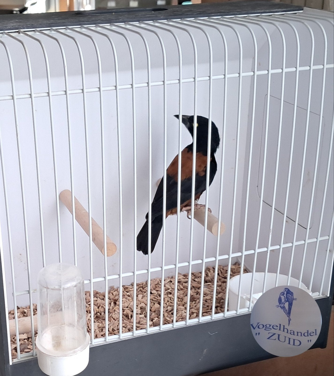 1-0 fluweel wever., Dieren en Toebehoren, Vogels | Overige Vogels, Meerdere dieren, Tropenvogel, Geringd