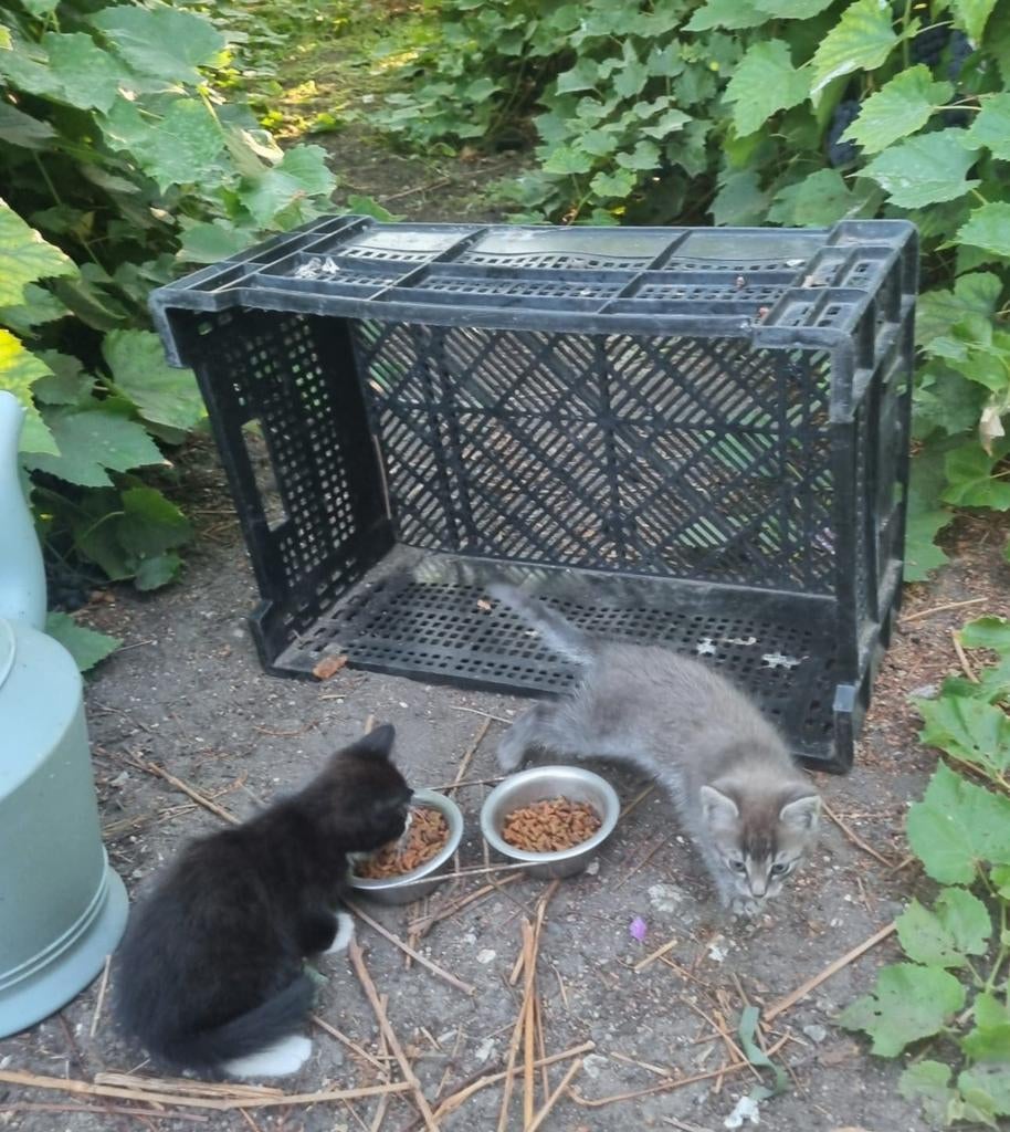 2 kittens ca. 16 weken oud [nog eentje beschikbaar], Dieren en Toebehoren, Katten en Kittens | Overige Katten, Meerdere dieren