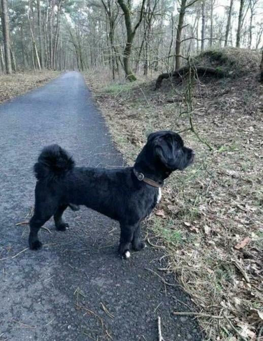 Dekreu boomer mix poedel, Reu, Eén hond, 3 tot 5 jaar, Nederland