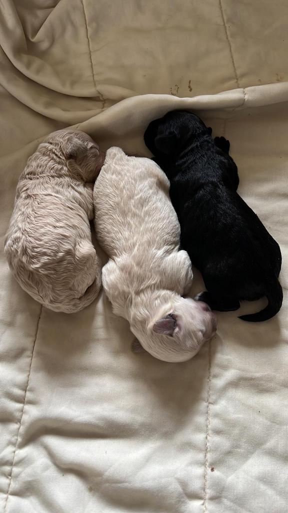 Dekreu maltipoo, IS NIET TE KOOP!, Reu, 1 tot 2 jaar, Eén hond, CDV (hondenziekte)