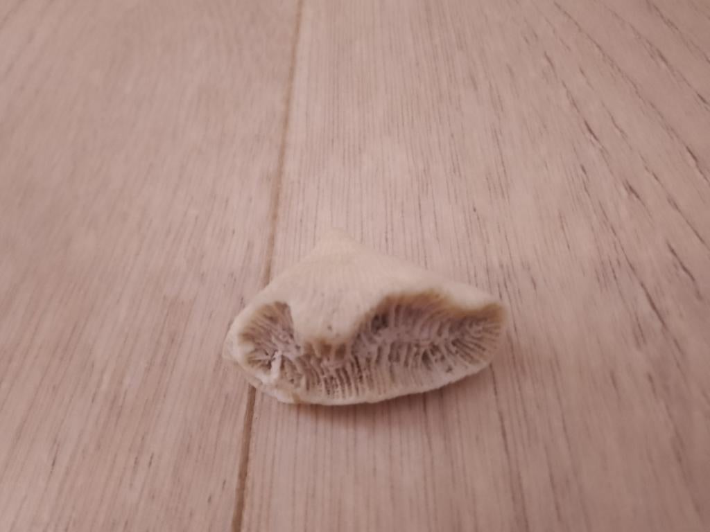 Soort schelp, Ophalen, Gebruikt, Reclame