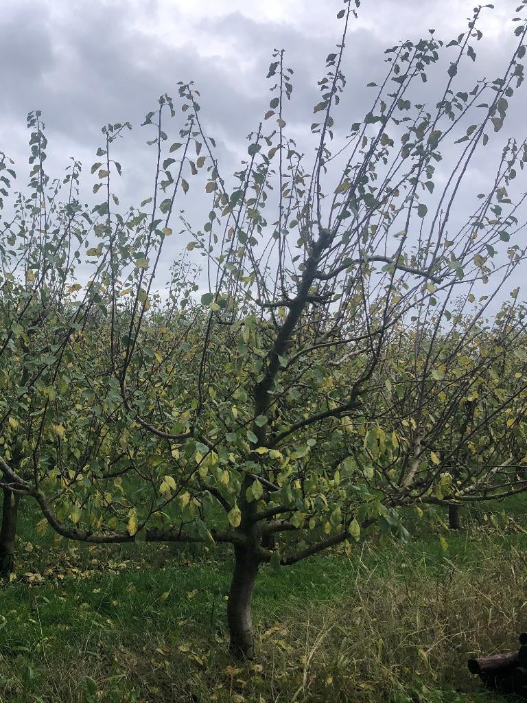 Leivorm pruimenboom Opal 24 jaar, Tuin en Terras, Ophalen, 250 tot 400 cm, Pruimenboom, Lente