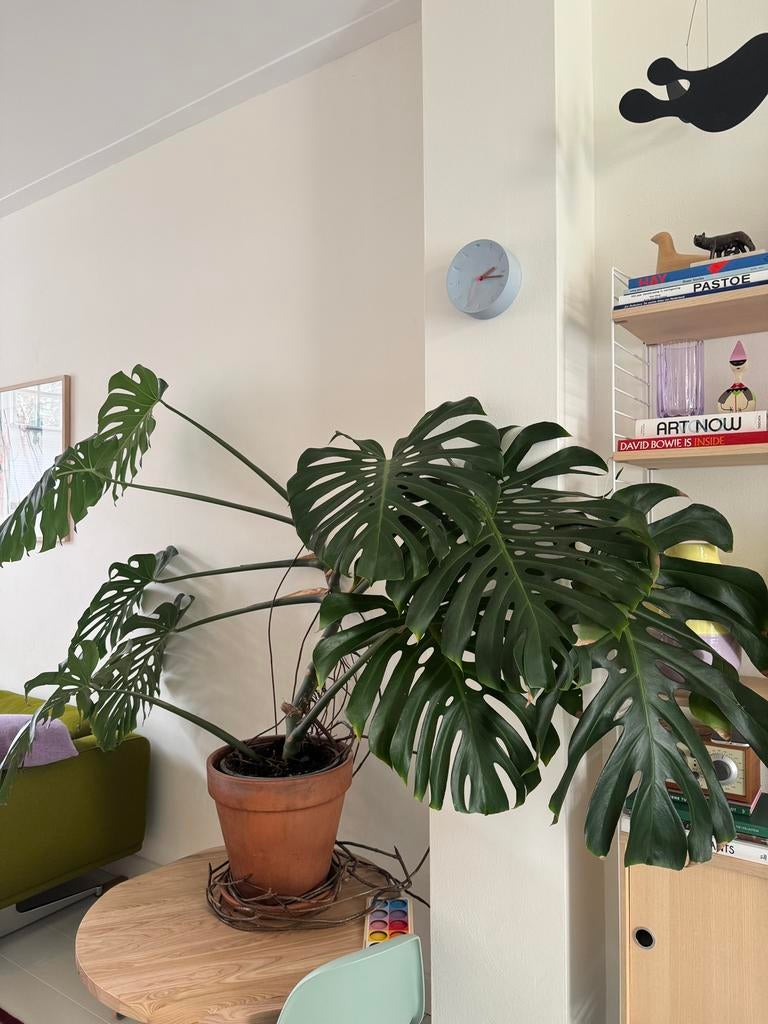 Monstera Deliciosa XL, Huis en Inrichting, Kamerplanten, Ophalen of Verzenden, Halfschaduw, Minder dan 100 cm