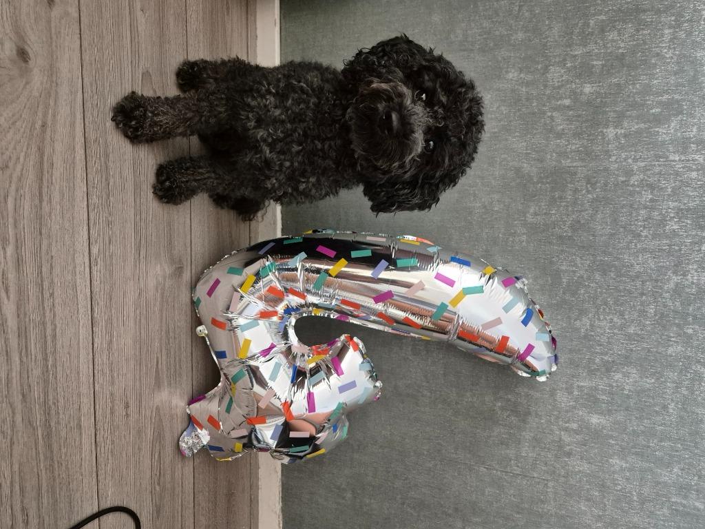 Dekreu/dwergpoedel, Reu, Parvo, Eén hond, 3 tot 5 jaar