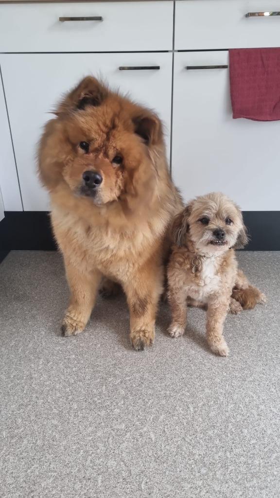 betrouwbare honden oppas voor het gehele jaar, Particuliere oppas
