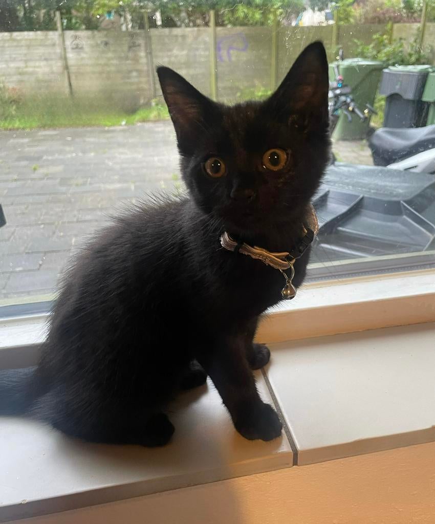 Kitten, Poes, Ontwormd, 0 tot 2 jaar