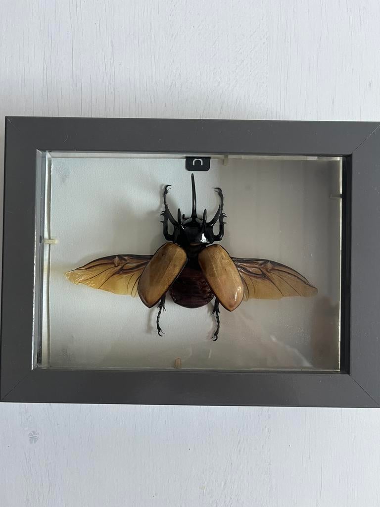 Eupatorus gracilicornis in lijst, Bijen