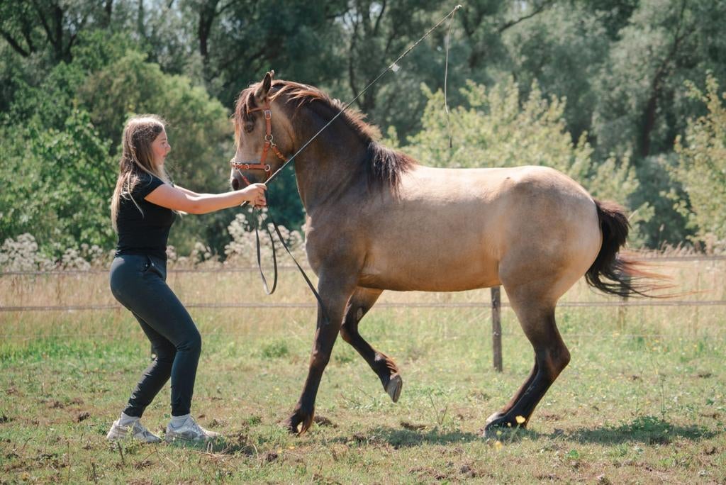 Diverse paarden (grondwerk)lessen aangeboden! (Op locatie), Paardrijles of Ponykampen