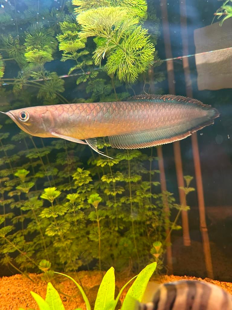 Zwarte arowana., Dieren en Toebehoren, Vissen | Aquariumvissen, Vis