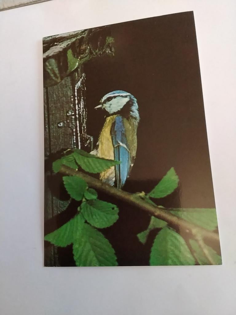 PIMPELMEES. 1979, Ophalen of Verzenden, 1960 tot 1980