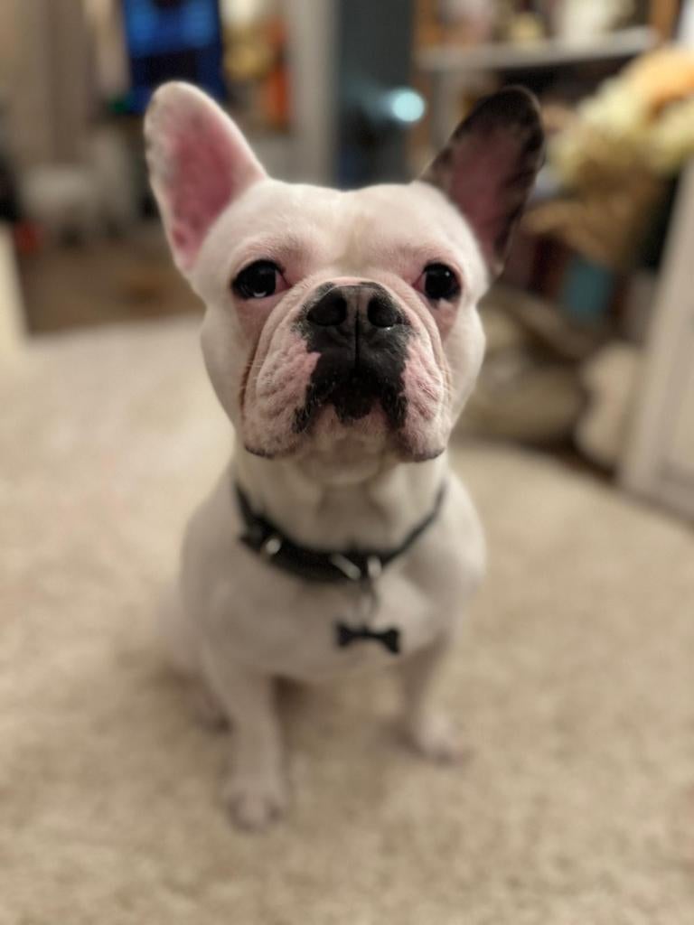 Franse Bulldog Dekreu, Dieren en Toebehoren, Honden | Bulldogs, Pinschers en Molossers, Reu, 1 tot 2 jaar, Parvo, Bulldog