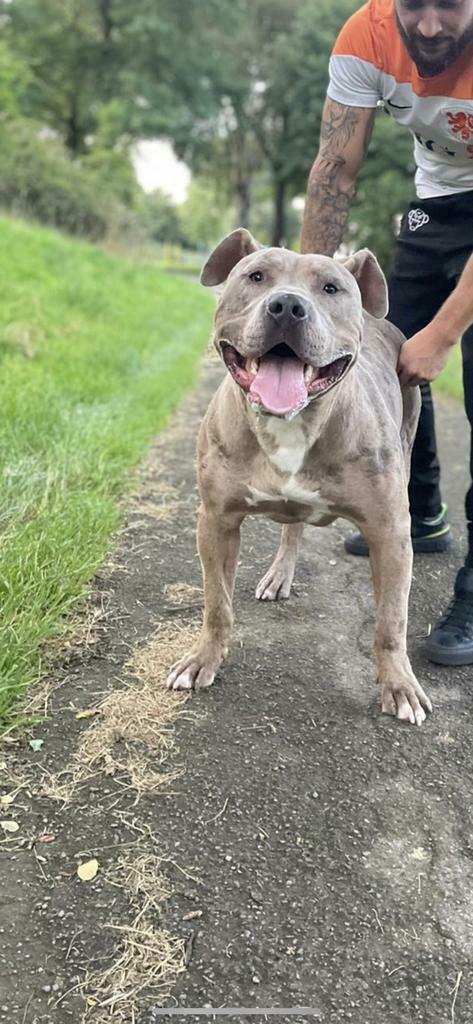Dekreu american bully XL ABKC, Dieren en Toebehoren, Reu, 1 tot 2 jaar, Parvo, Eén hond