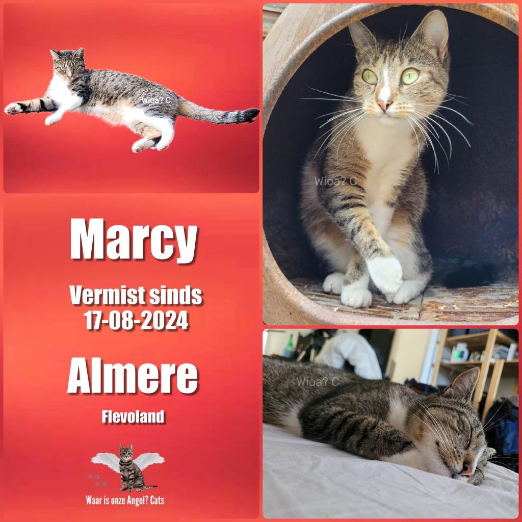 Kat vermist! Marcy 2j.oud  Tussen de Vaarten Almere, Poes, Gechipt, 0 tot 2 jaar