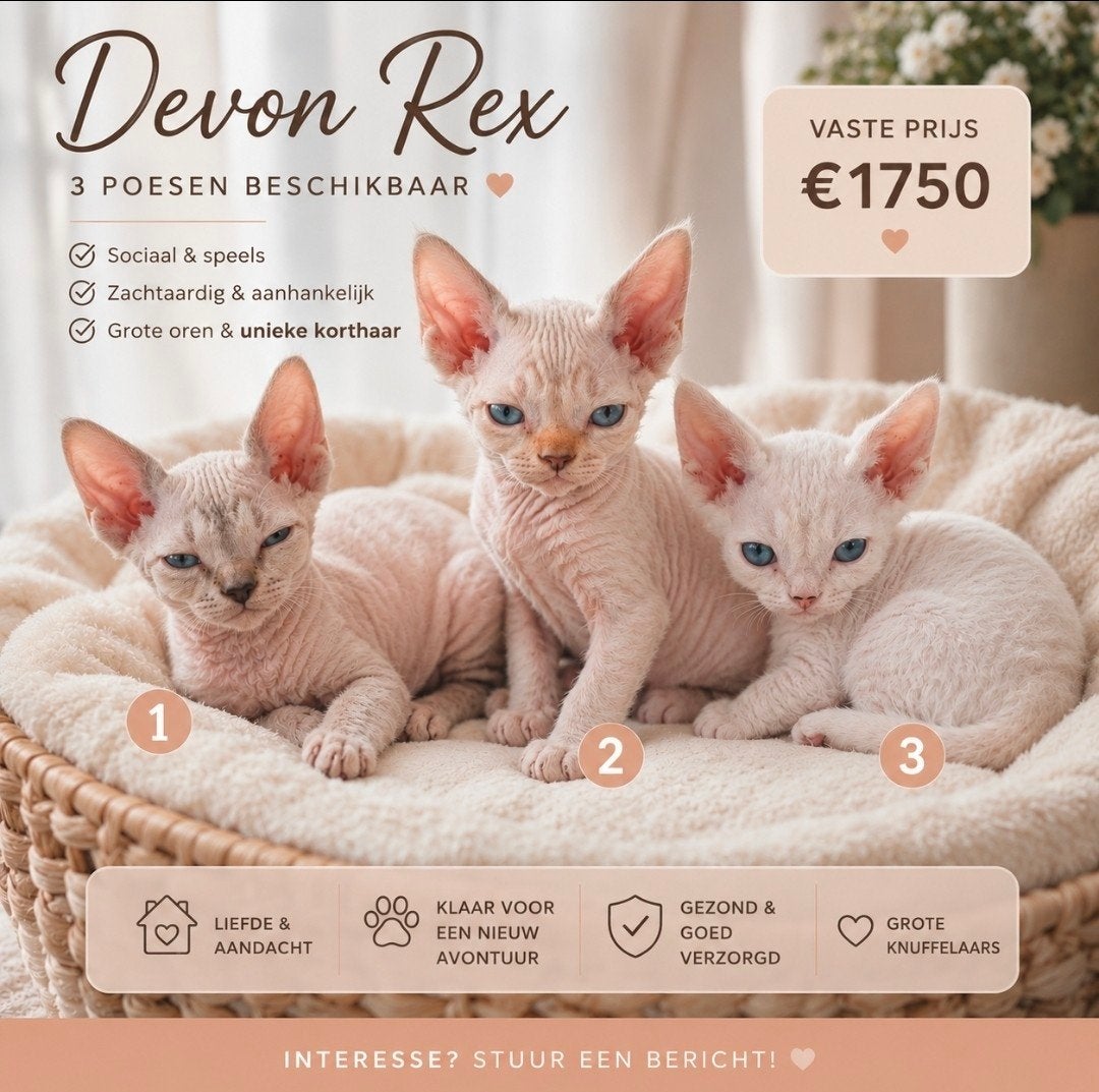 Devon Rex 🐱🐱🐱 mogen bijna verhuizen, Dieren en Toebehoren, Katten en Kittens | Raskatten | Korthaar, Meerdere dieren, Gechipt