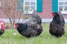 Krielkippen [Veel kleuren en veel rassen], Dieren en Toebehoren, Pluimvee, Vrouwelijk, Kip